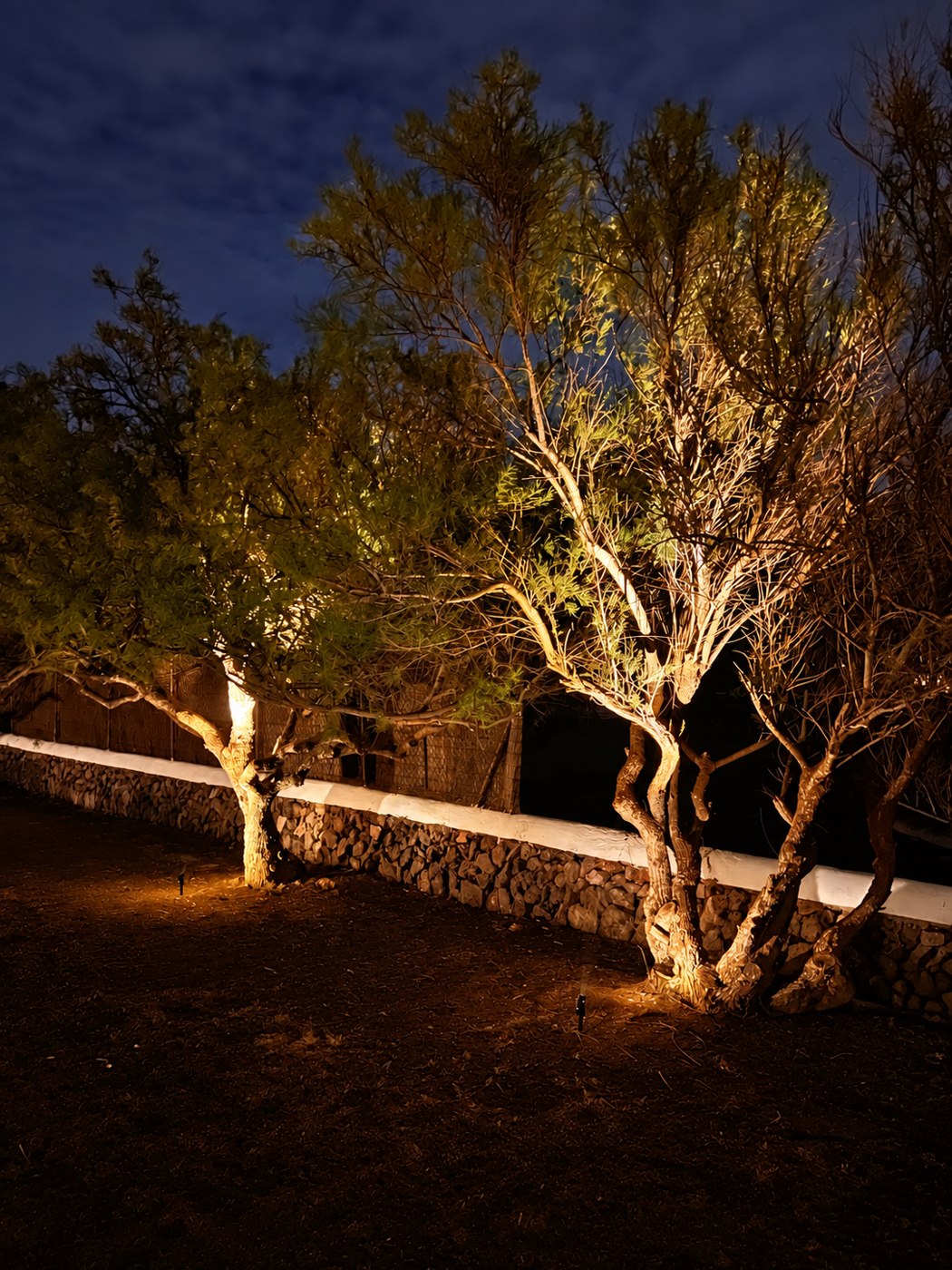 The illuminated trees — at night